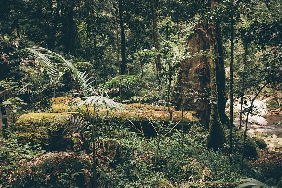 australia, springbrook, tree, plant, forest, land, growth, tree trunk HD wallpaper
