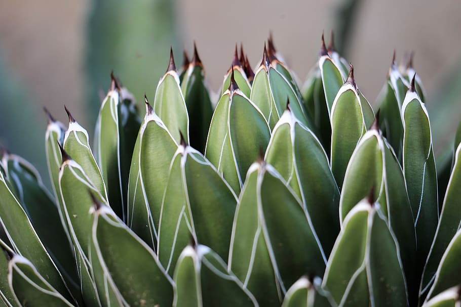 cactus, green, prickly, thorns, summer, nature, outdoor, growth HD wallpaper