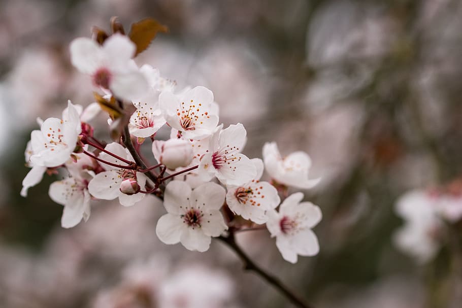 spring, tree, blossom, nature, cherry, branch, white, bloom HD wallpaper