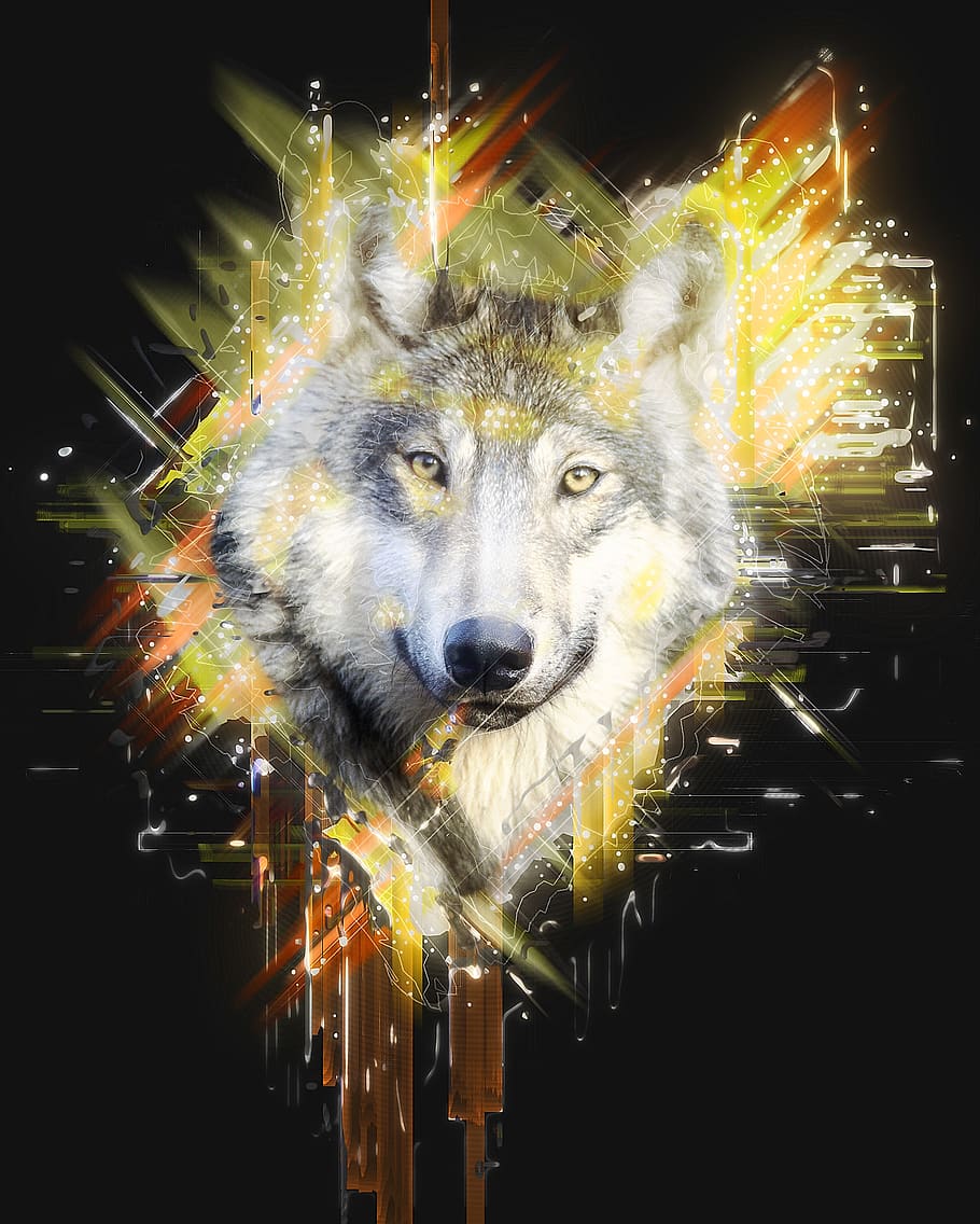 wolf, predator, canidae, canis lupus, hunter, carnivores, hundeartig HD wallpaper