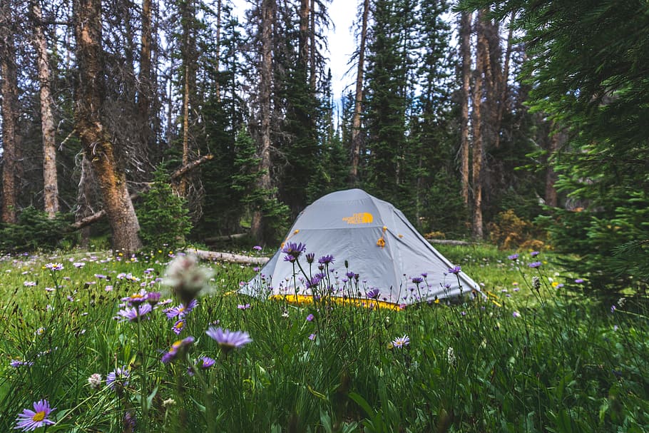 gray and yellow dome tent at forest during daytime, camp, woodland, HD wallpaper