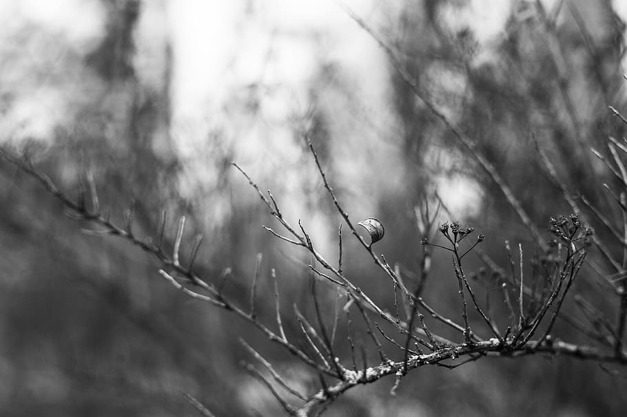 macro, sheet, nature, flora, plant, focus on foreground, growth HD wallpaper