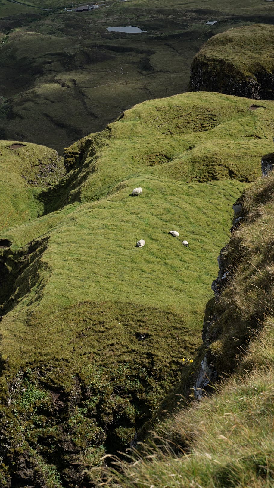 united kingdom, isle of skye, scotland, green, relax, sheeps, HD wallpaper