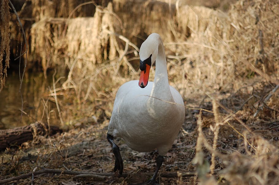 swan, beak, feathers, white, birds, animal themes, vertebrate HD wallpaper