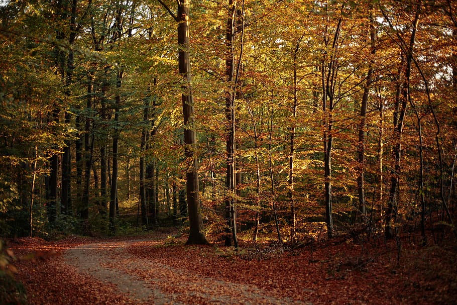 forest during daytime, tree, land, plant, autumn, change, beauty in nature HD wallpaper