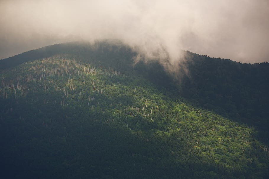 plant, environment, fog, scenics - nature, beauty in nature HD wallpaper
