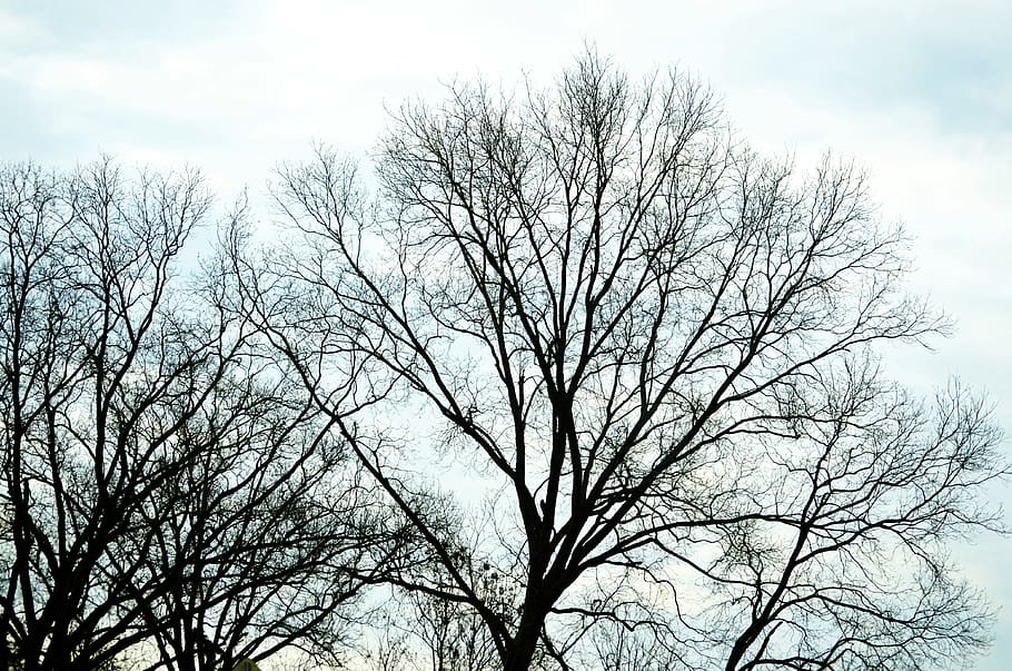 tree, bare tree, sky, branch, low angle view, plant, cloud - sky HD wallpaper