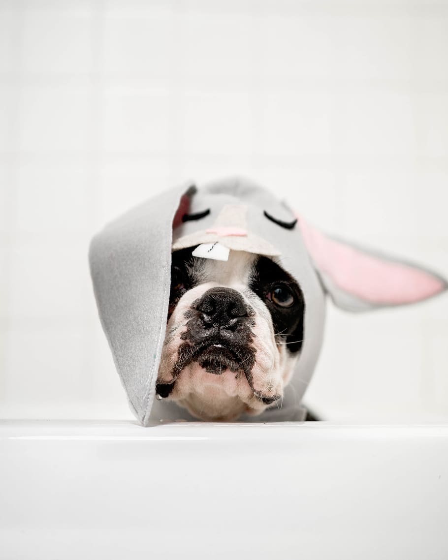 white and black dog, one animal, mammal, domestic animals, pets HD wallpaper