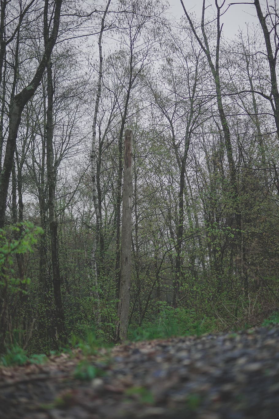 tree, forest, plant, land, tranquility, woodland, nature, tree trunk HD wallpaper