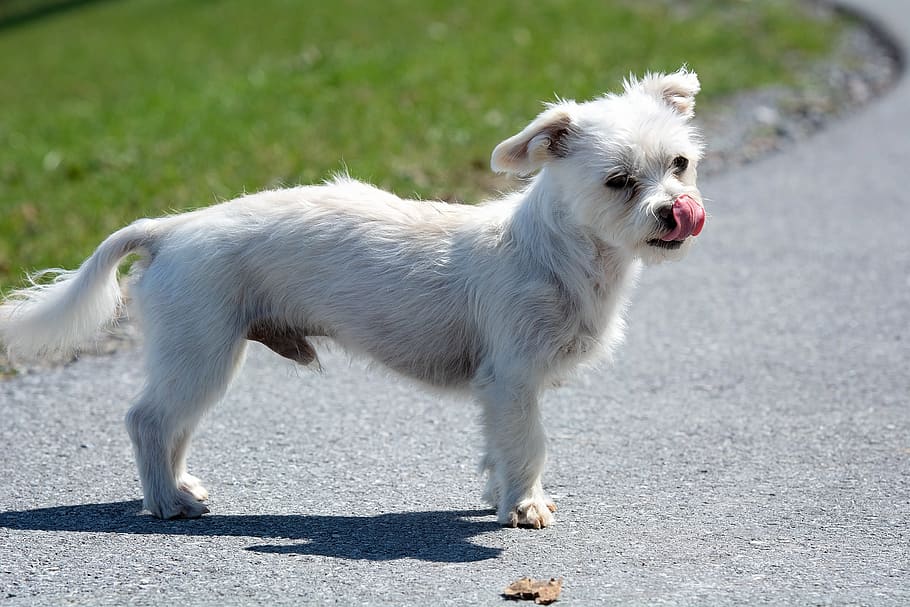 dog, white, out, small, kleiner, hybrid, maltese-havanese, animal, HD wallpaper