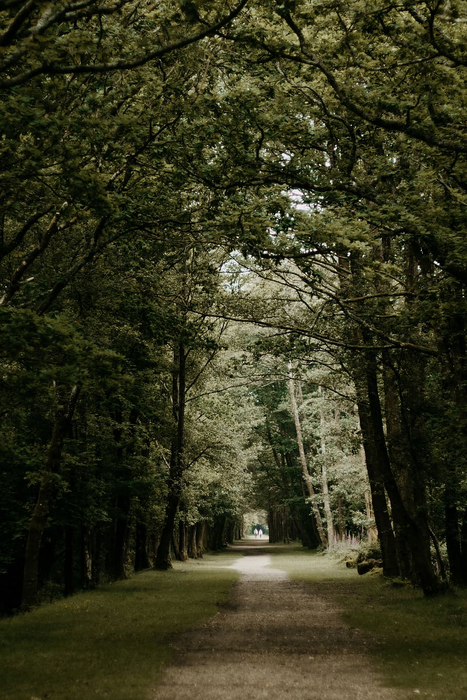 footpath between green trees, forest, perspective, person, woodland HD wallpaper