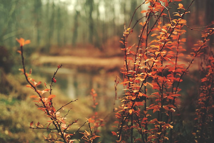 forest, river, fall, orange, autumn, leaves, plant, growth HD wallpaper