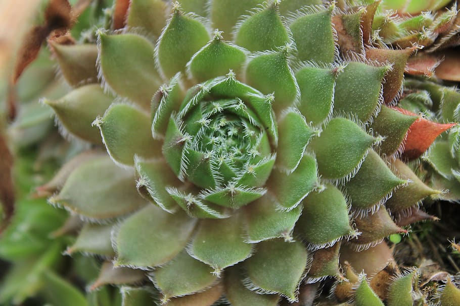 plant, green color, succulent plant, growth, close-up, beauty in nature HD wallpaper