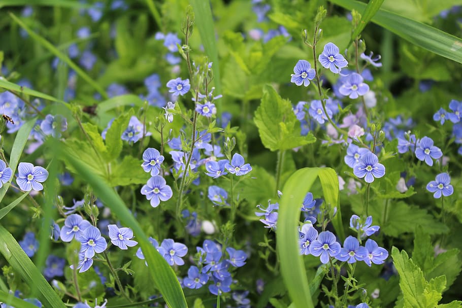 veronica dubravnaya, flowers, macro, blue, flora, summer, nature HD wallpaper