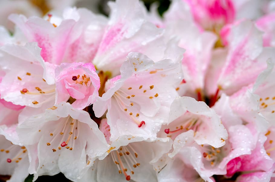 flower, nature, flora, leaf, petal, rhododendron, pink, blossom HD wallpaper