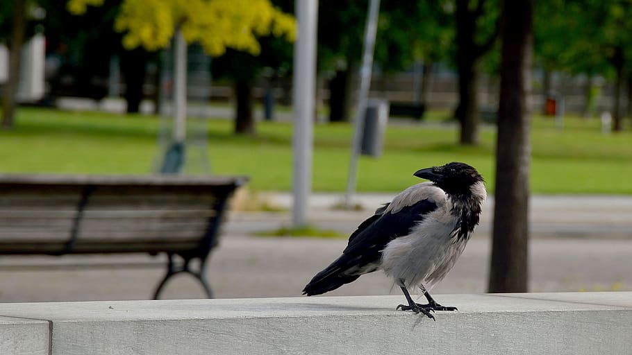 nature, park, tree, grass, bank, bird, summer, garden, horizontal HD wallpaper