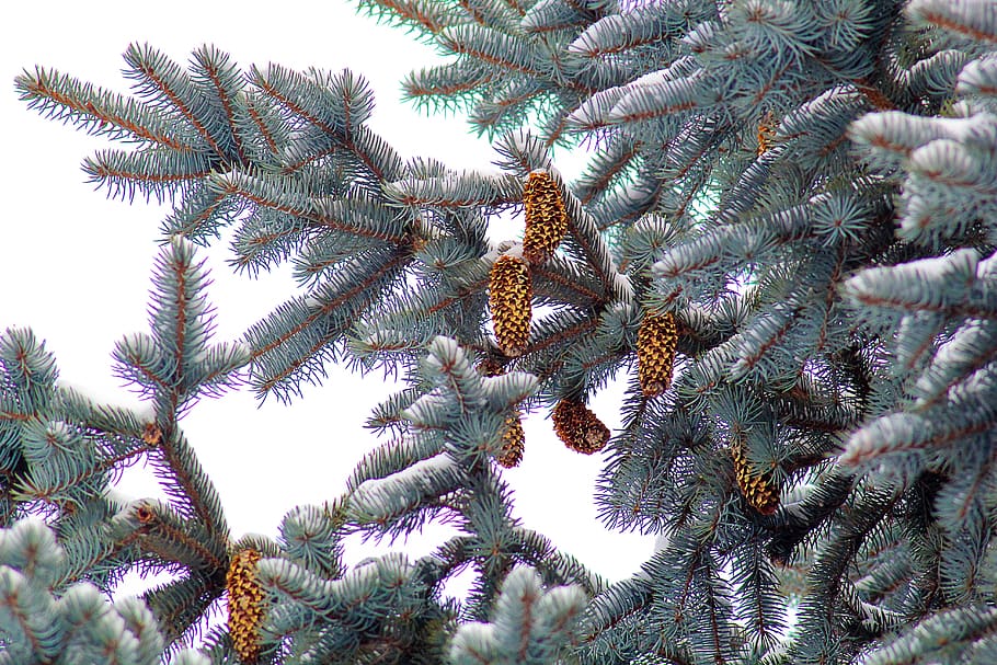 nature, spruce, cones, growth, plant, tree, beauty in nature HD wallpaper
