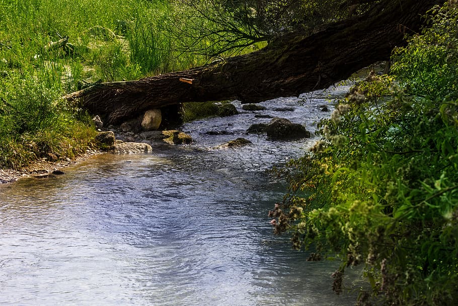 stream, river, nature, water, landscape, forest, torrent, tree HD wallpaper