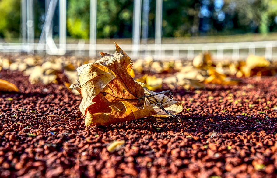 leaves, autumn, leaf, macro, close up, sports ground, run, fall foliage HD wallpaper