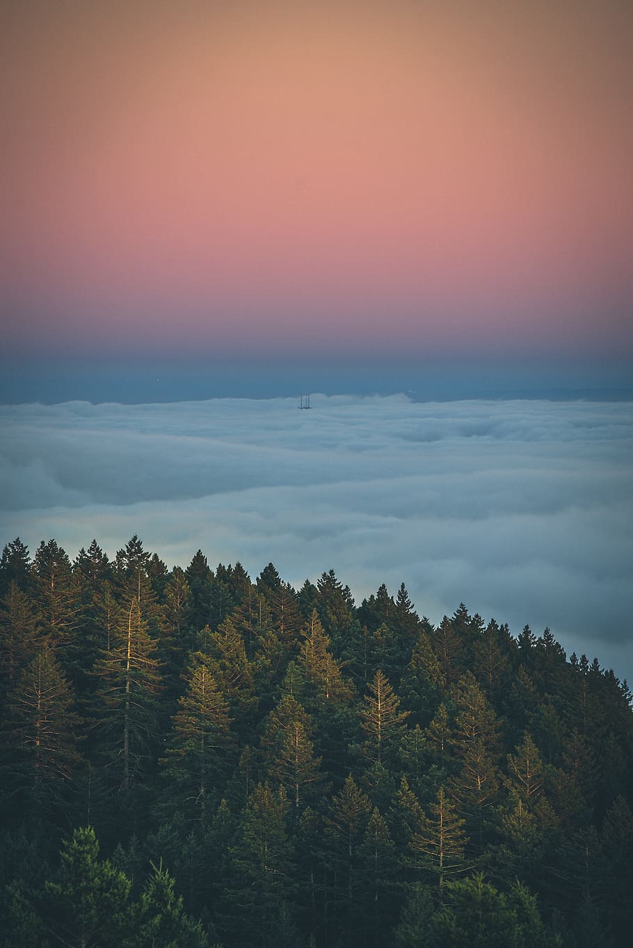 aerial view of pine trees and clouds, forest, sunset, sunrise HD wallpaper