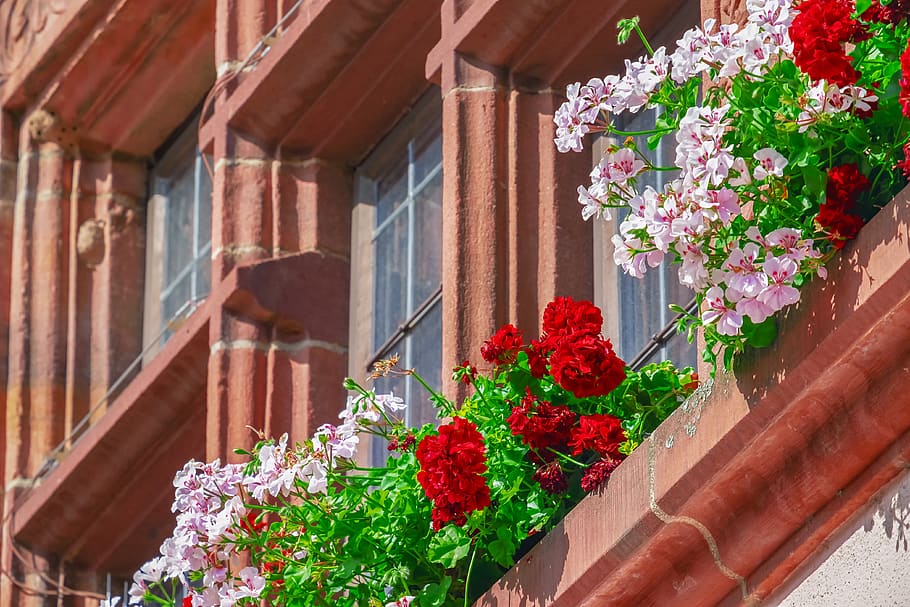 flower, geranium, building, flowers, bloom, house, town hall HD wallpaper