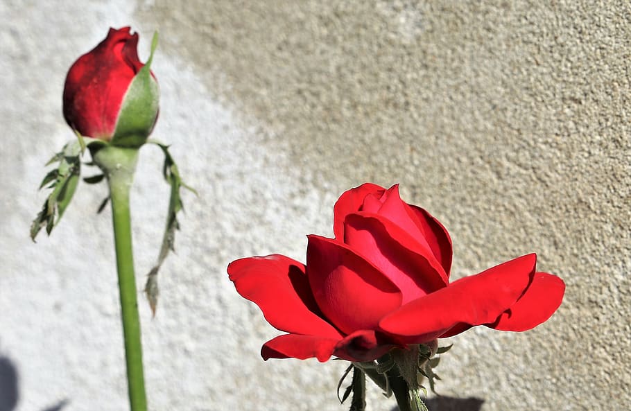 red roses, bud, bloom, decorative, colorful, flower, near wall HD wallpaper