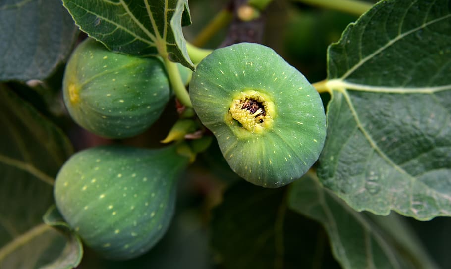 figs, green, fruit, eat, nature, food, tree, delicious, sweet HD wallpaper
