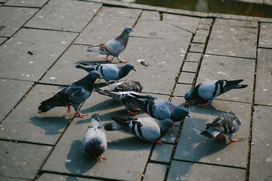 flock of dove eating on floor at daytime, animal, bird, pigeon, HD wallpaper