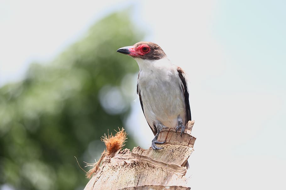 bird, feather, beak, eye, sit, red, animal, wildlife, nest HD wallpaper