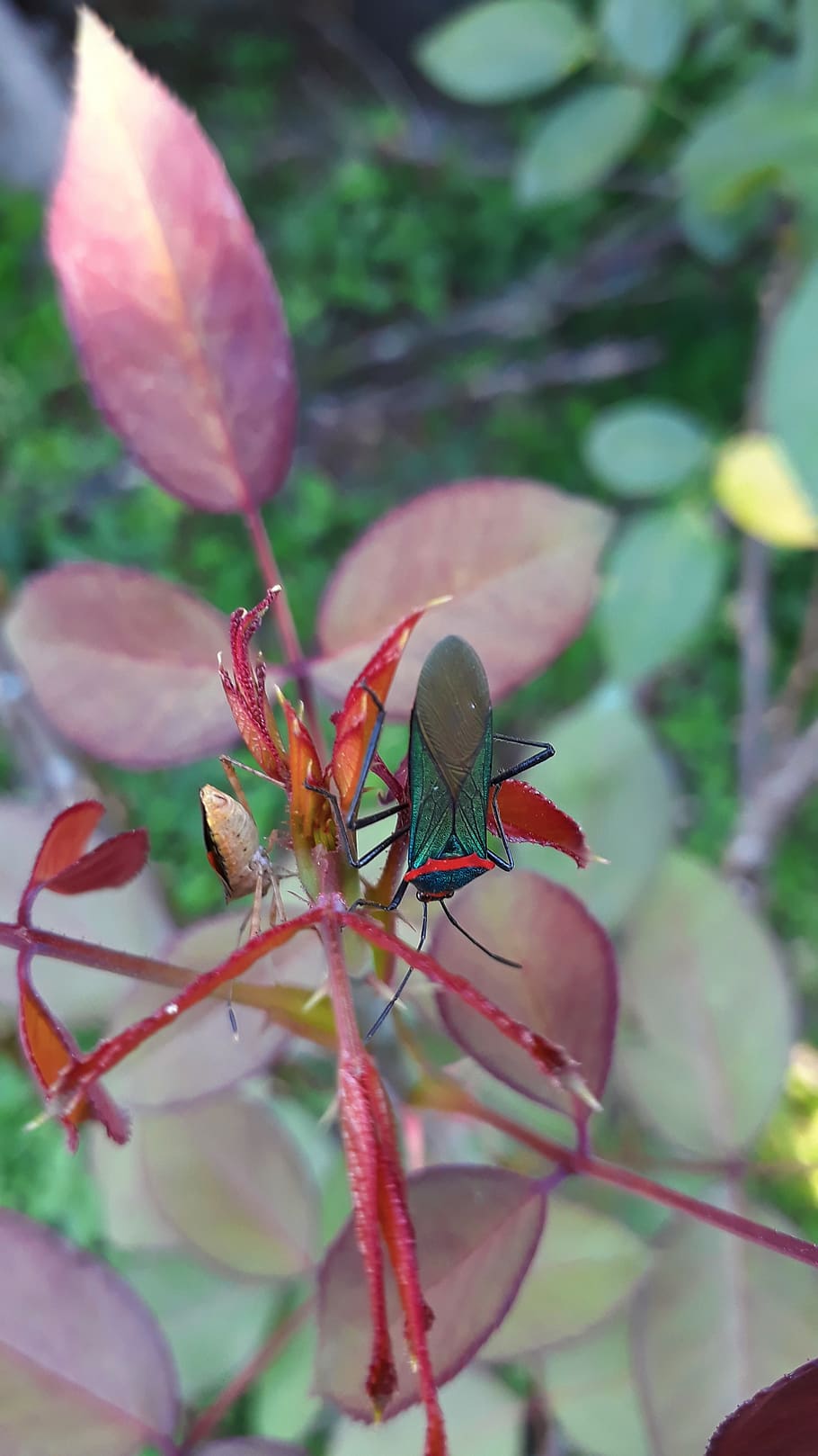insect, nature, spring, animal, flower, fauna, colorful, summer HD wallpaper