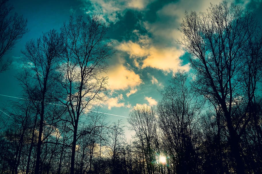 trees, bare trees, winter trees, bare branches, silhouette HD wallpaper