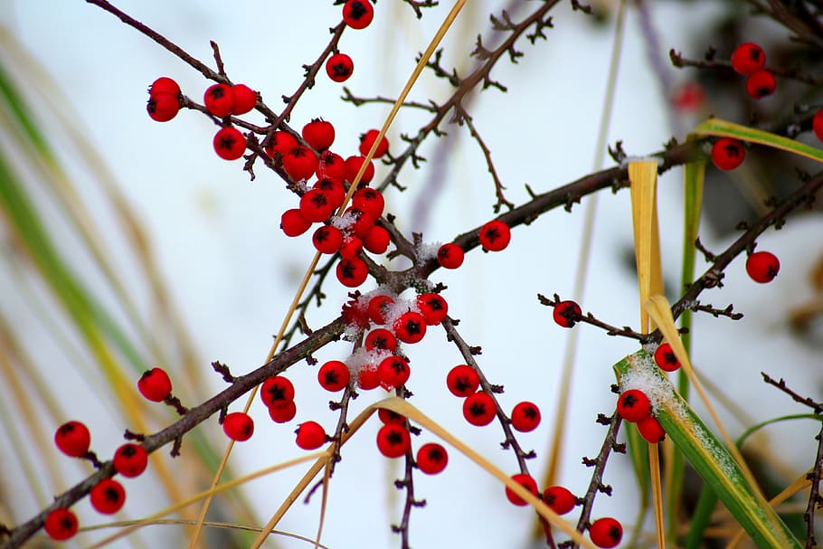 cotoneaster, bush, winter, nature, fruit, red, beads, dashing HD wallpaper