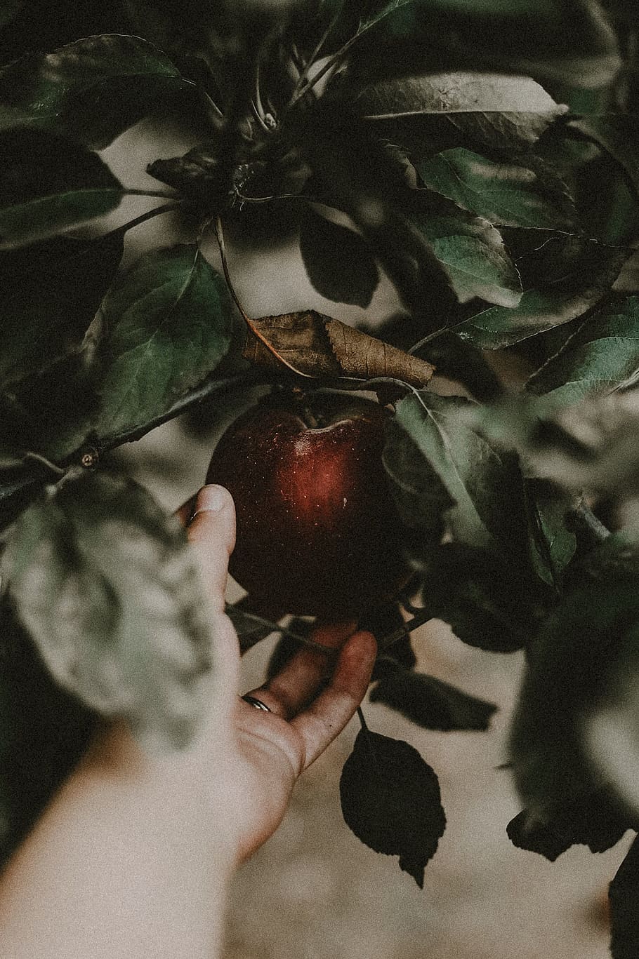 person holding red fruit, apple, plant, tree, green, picking HD wallpaper