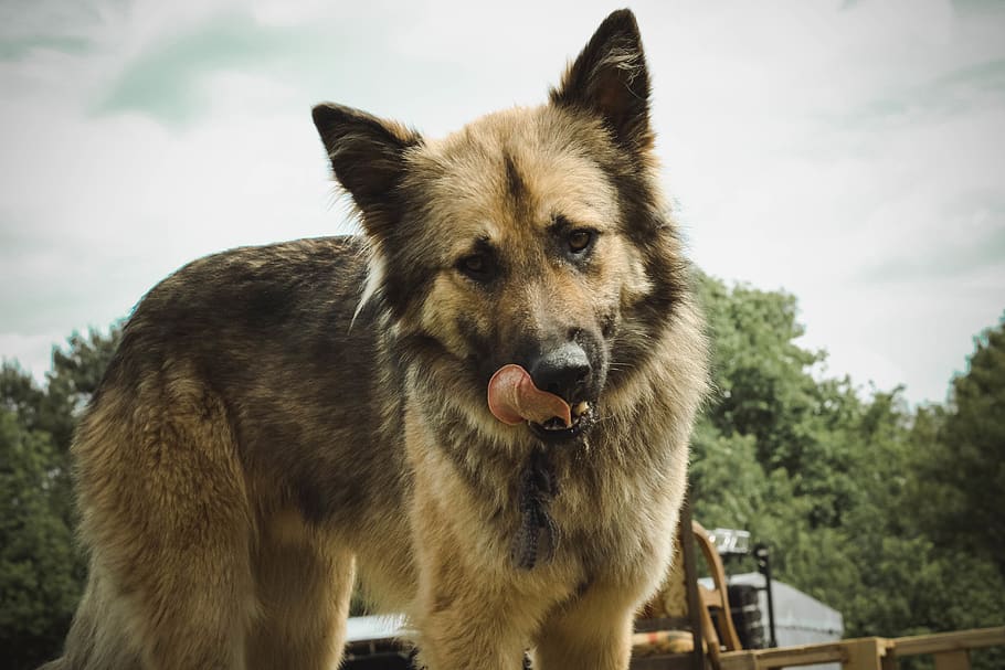 dog, animal, animal themes, mammal, one animal, vertebrate HD wallpaper