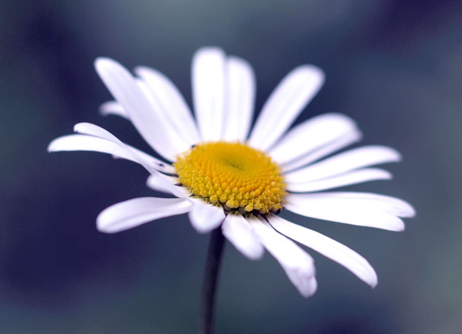 russia, moskva, москва, white, camomile, outdoor, colors HD wallpaper