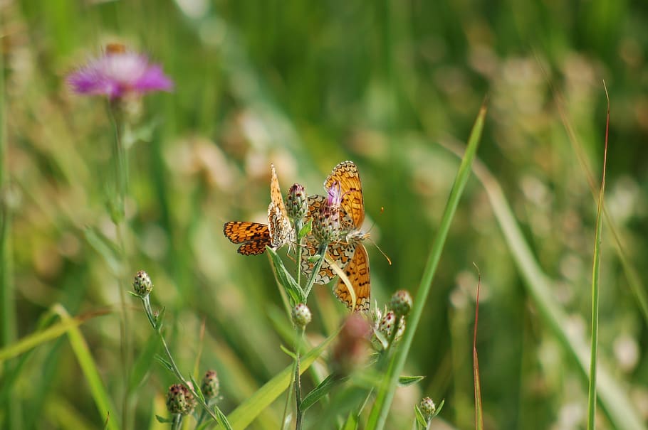 nature, meadows, butterflies, fields, summer, flower, flowering plant HD wallpaper