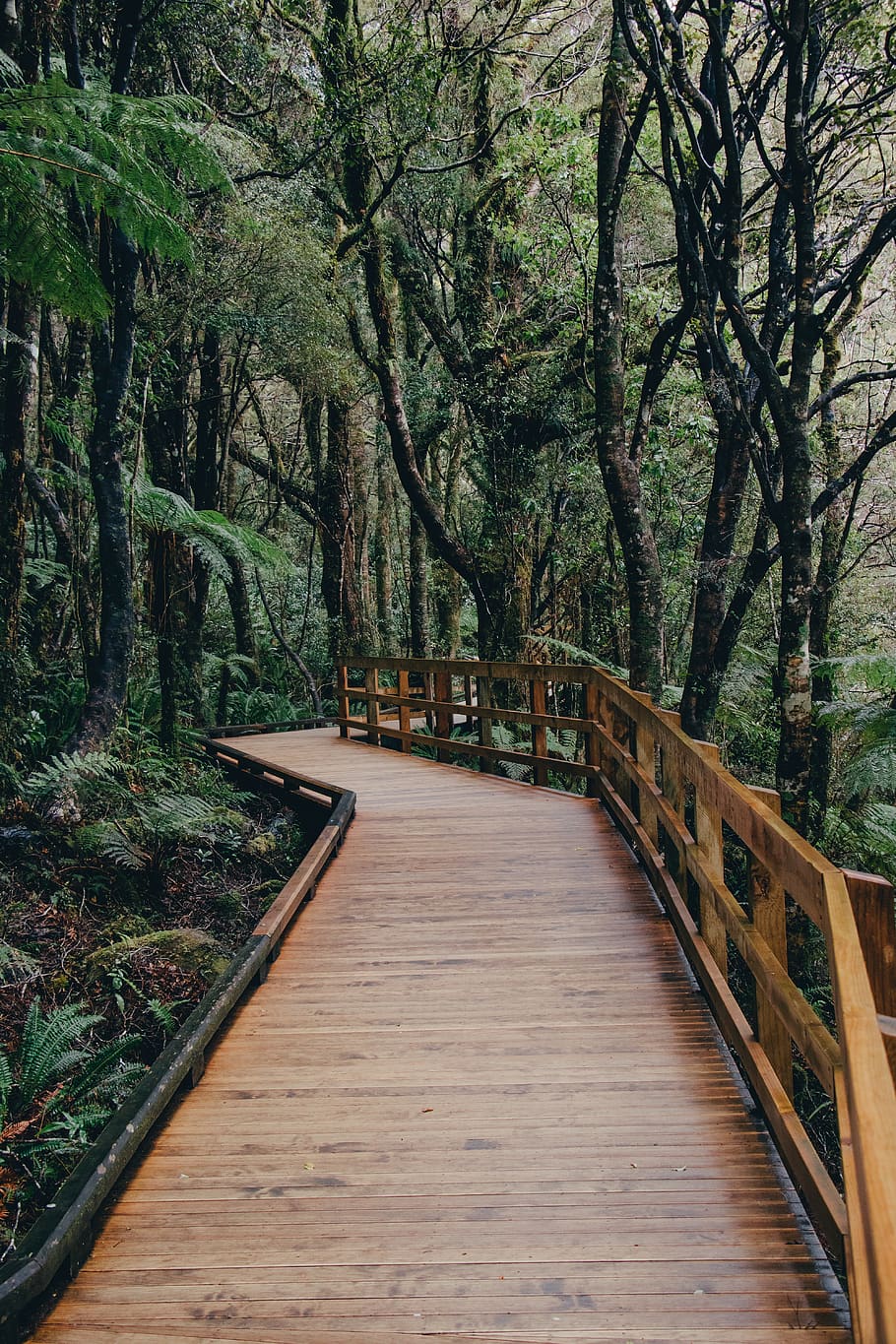 brown wooden dock, tree, plant, the way forward, direction, bridge HD wallpaper