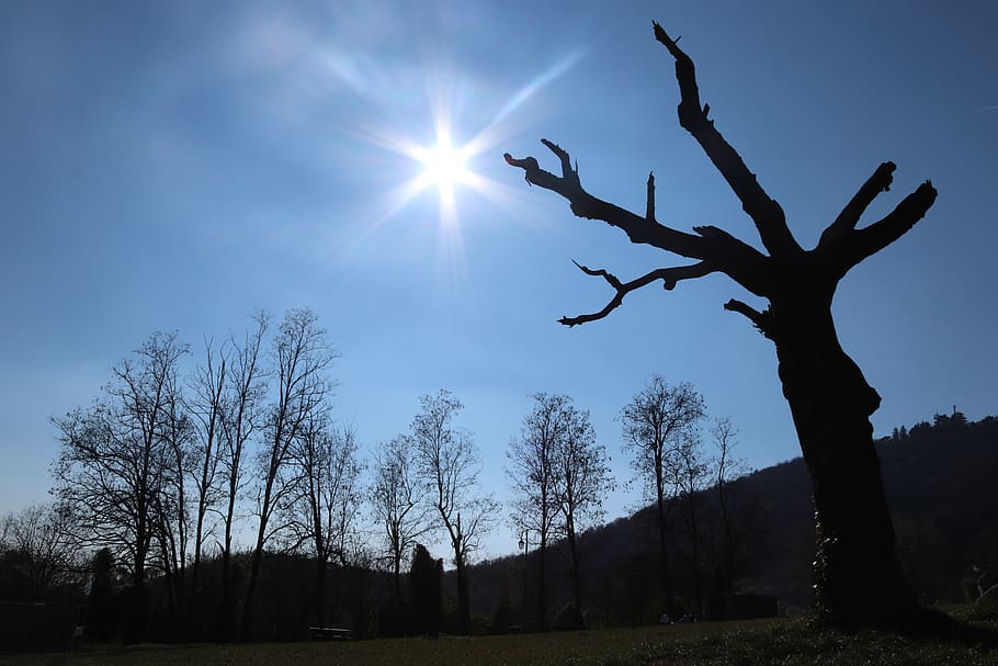 light, flare, sunlight, tree, plant, sunny day, nature, sky HD wallpaper
