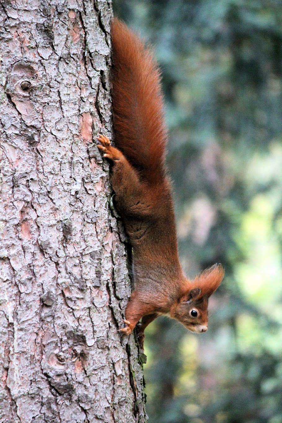 the squirrel, animal, tree, acrobat, head down, nature, rusty HD wallpaper