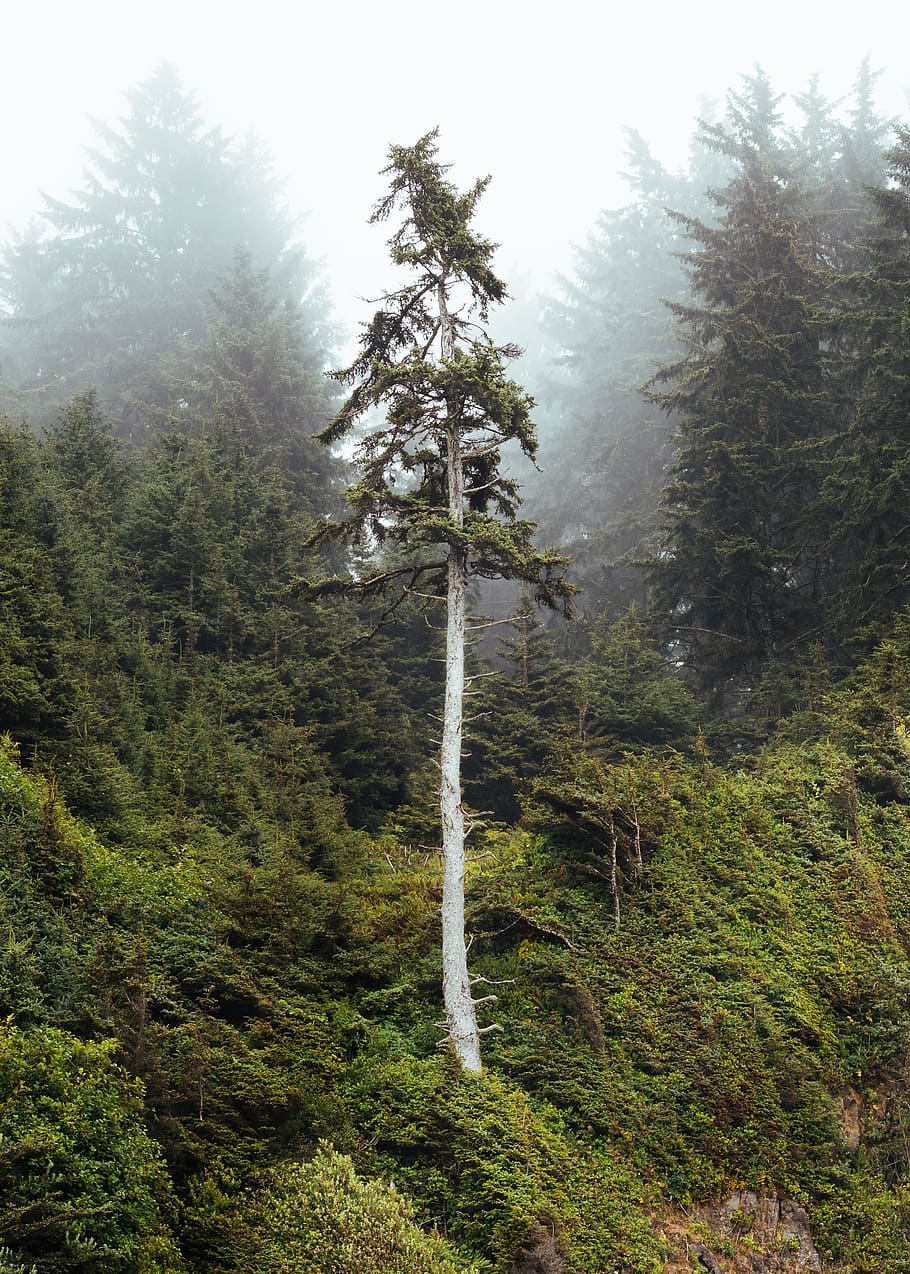 green leafed trees, conifer, fir, flora, abies, plant, beards hollow HD wallpaper