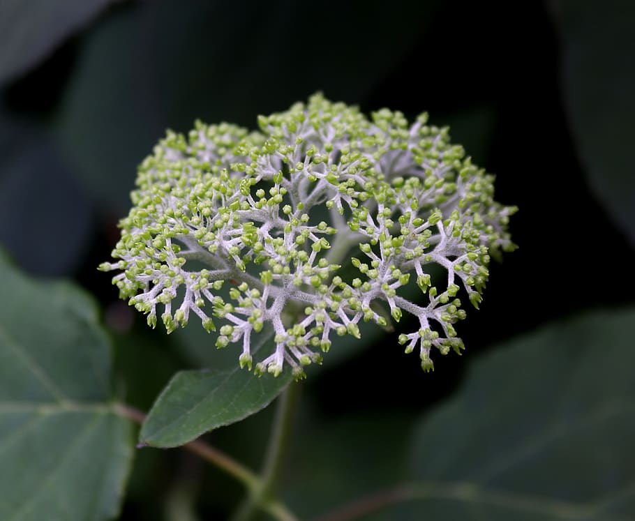 blossom, bloom, bud, nature, garden, hydrangea, plate hydrangea HD wallpaper