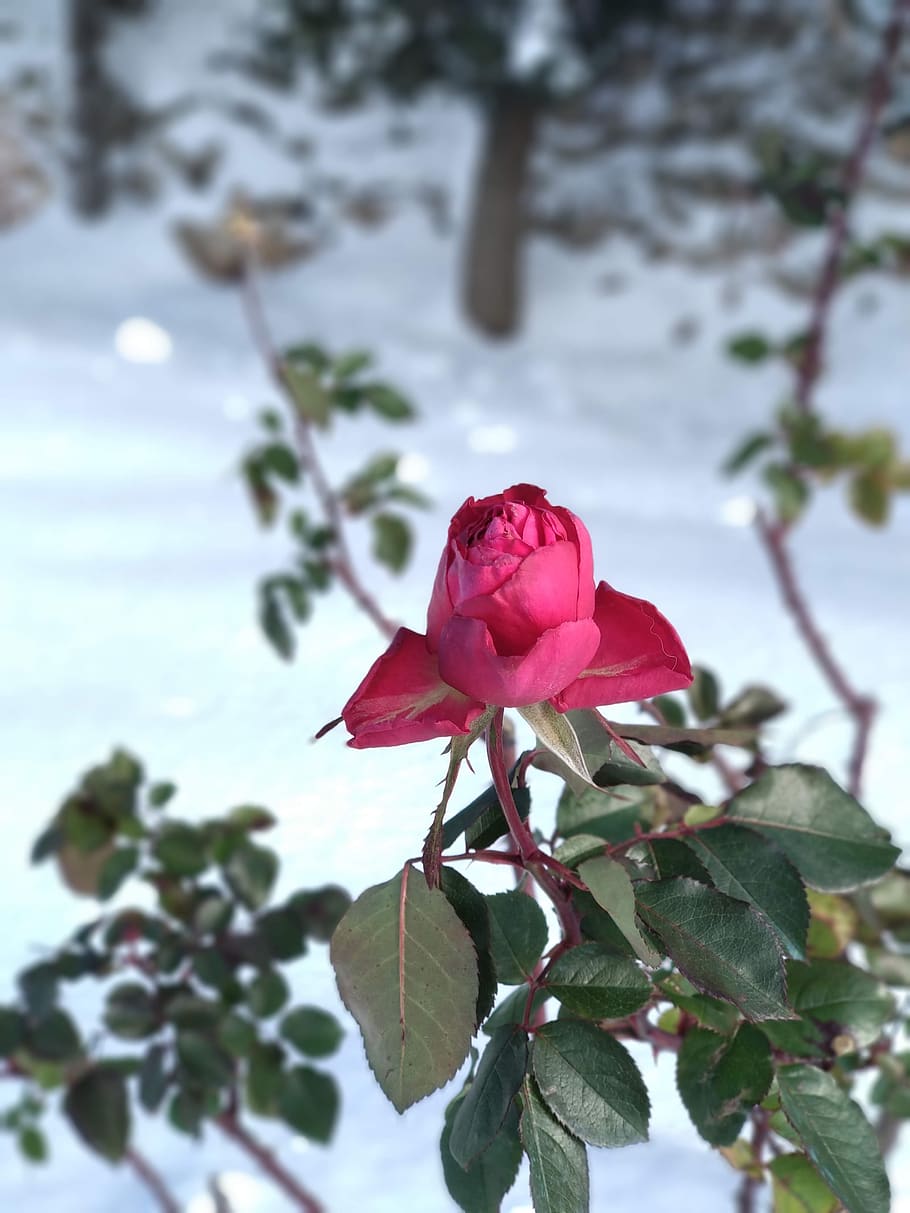rosa, snow, nature, flower, love, cold, christmas, outdoor, HD wallpaper