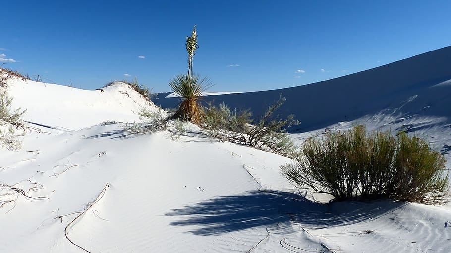 HD wallpaper: desert, sand, gypsum, white, hot, dunes, america, plants ...