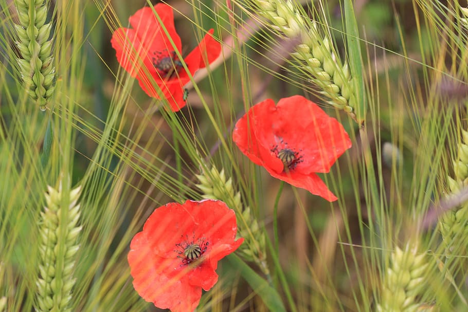 poppies, wheat, field, plant, flower, flowering plant, beauty in nature HD wallpaper