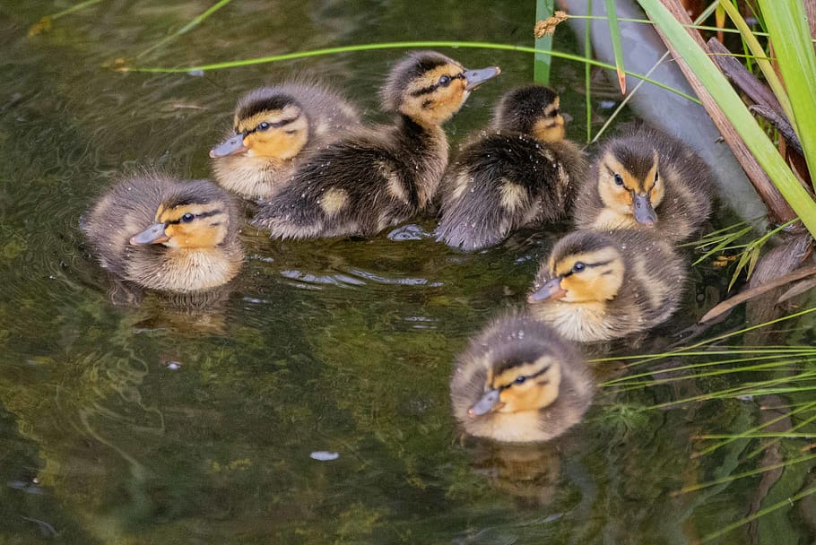 canada, kitchener, birds, ducks, babies, pond, young bird, young animal HD wallpaper