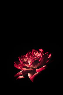 Red Flower, art, background, beautiful, black, bloom, blooming HD wallpaper