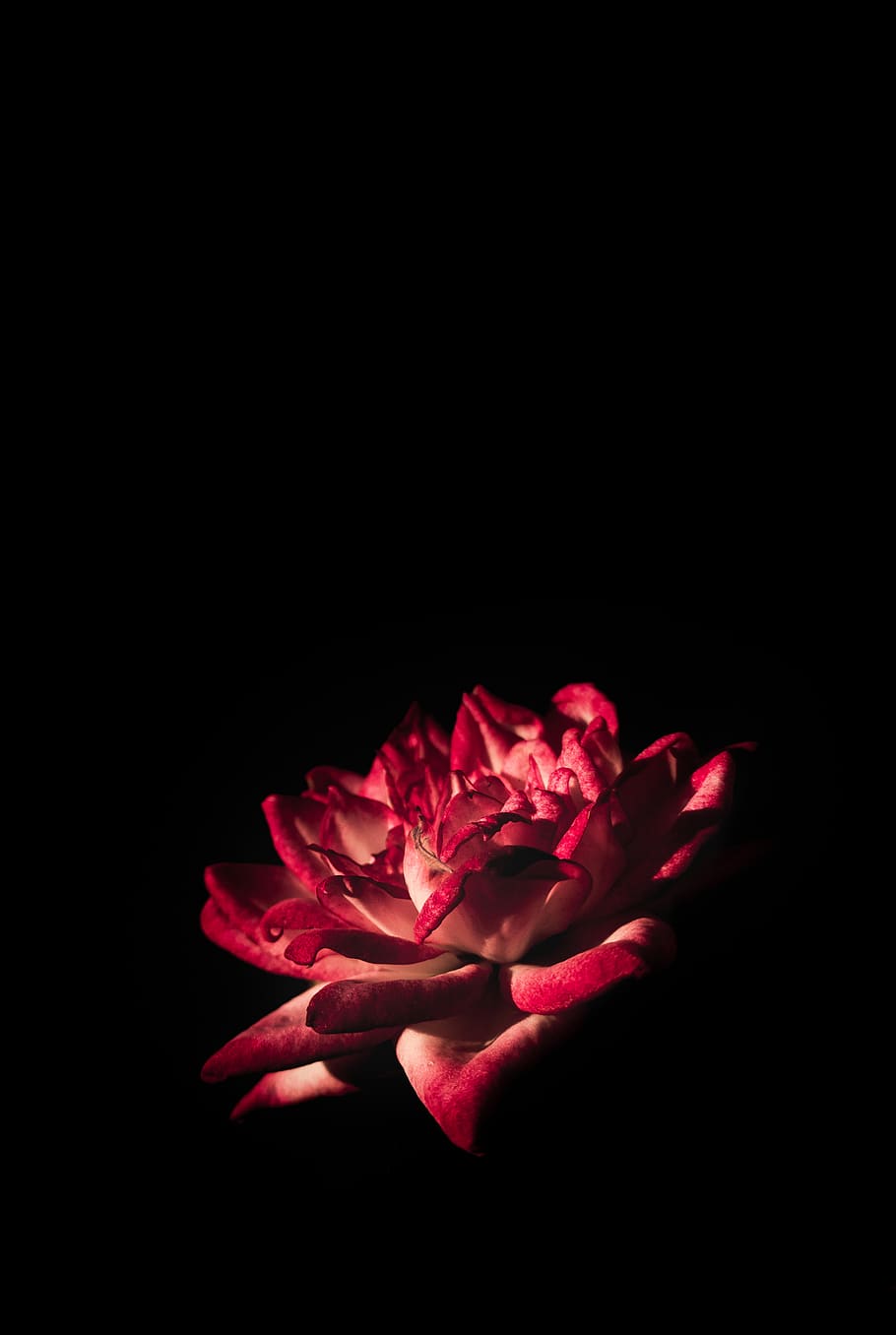 Red Flower, art, background, beautiful, black, bloom, blooming, HD wallpaper