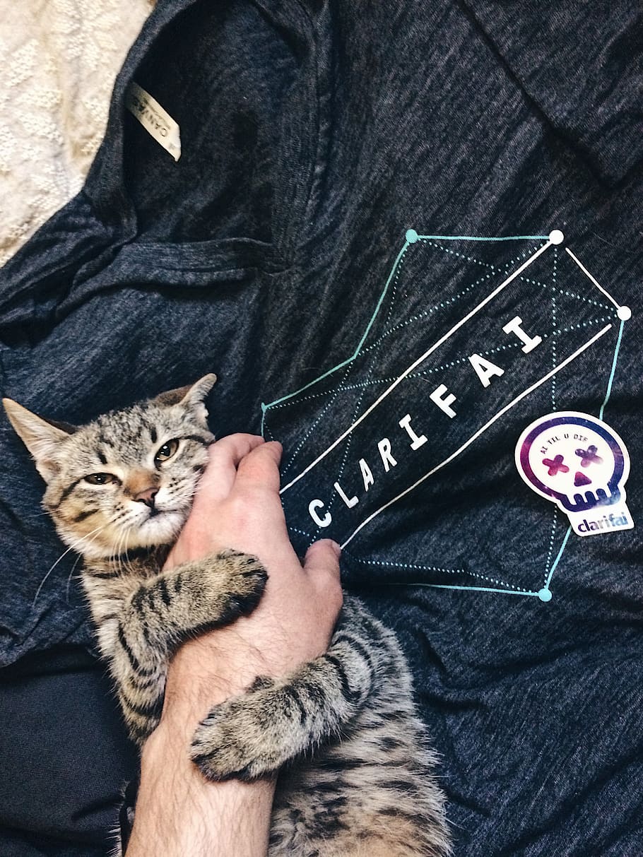clarifai, startup, cat, cute, tshirt, domestic animals, pets HD wallpaper