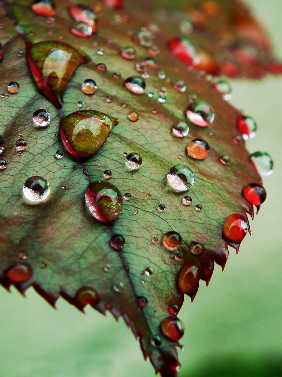 drops, leaves, nature, fall, rain, close-up, plant, wet, green color HD wallpaper