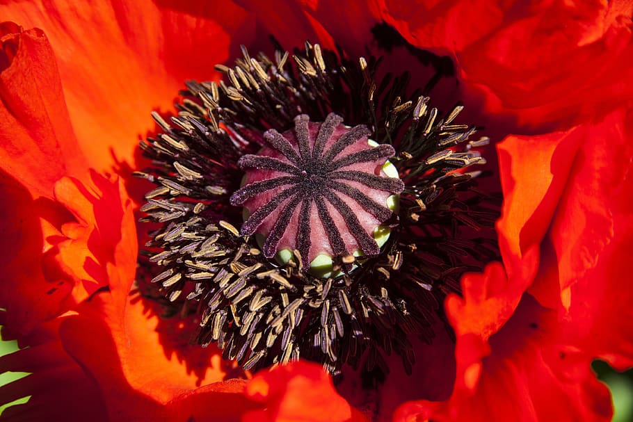 Red and Black Flower, bloom, close-up, flora, ornamental plant HD wallpaper